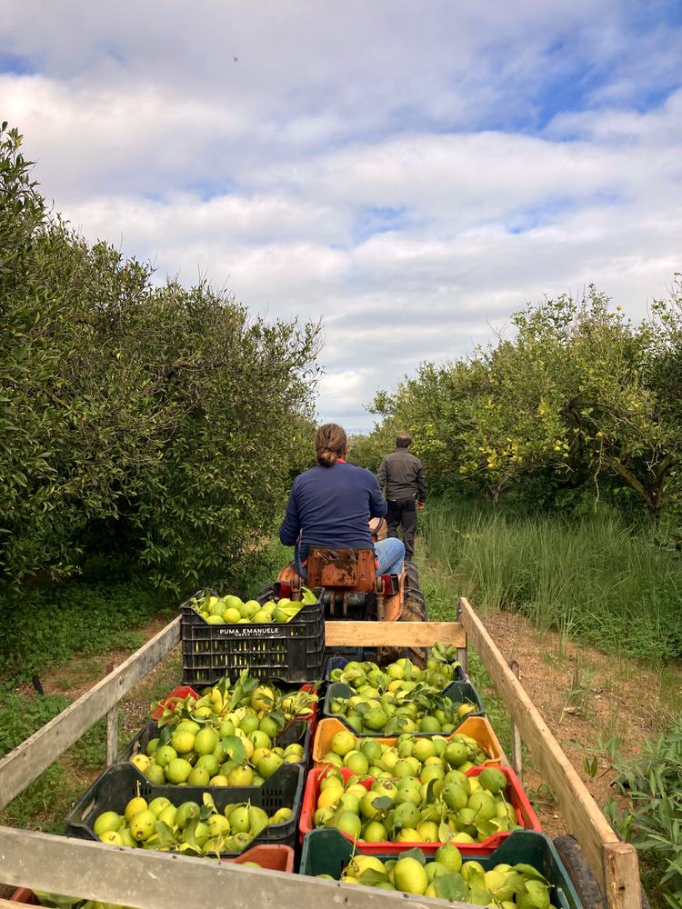 Transport der frisch geernteten Früchte durch den Hain