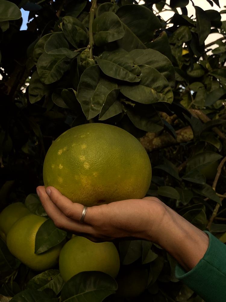 Eine Hand hält eine reife Grapefruit am Baum